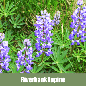 Riverbank Lupine, Lupinus rivularis